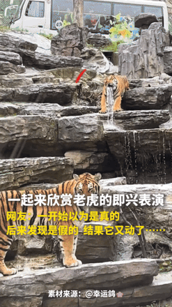 “这只老虎火到人民日报了！”河南洛阳，一动物园内，一只老虎站在岩石台阶上，张开大