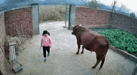 家中老黄牛救了小女孩，看小女孩淡定的身影很惊讶，是不是这地方经常有野猪出没？