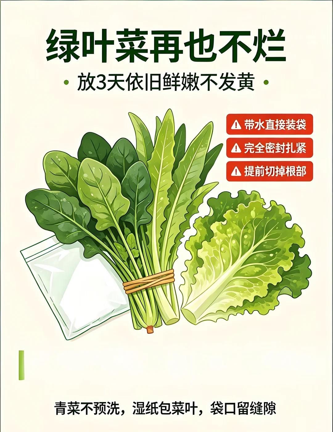 囤菜干货｜不同绿叶菜保鲜时间表，厨房收藏🥬是不是买回家的绿叶菜，放冰箱没两天