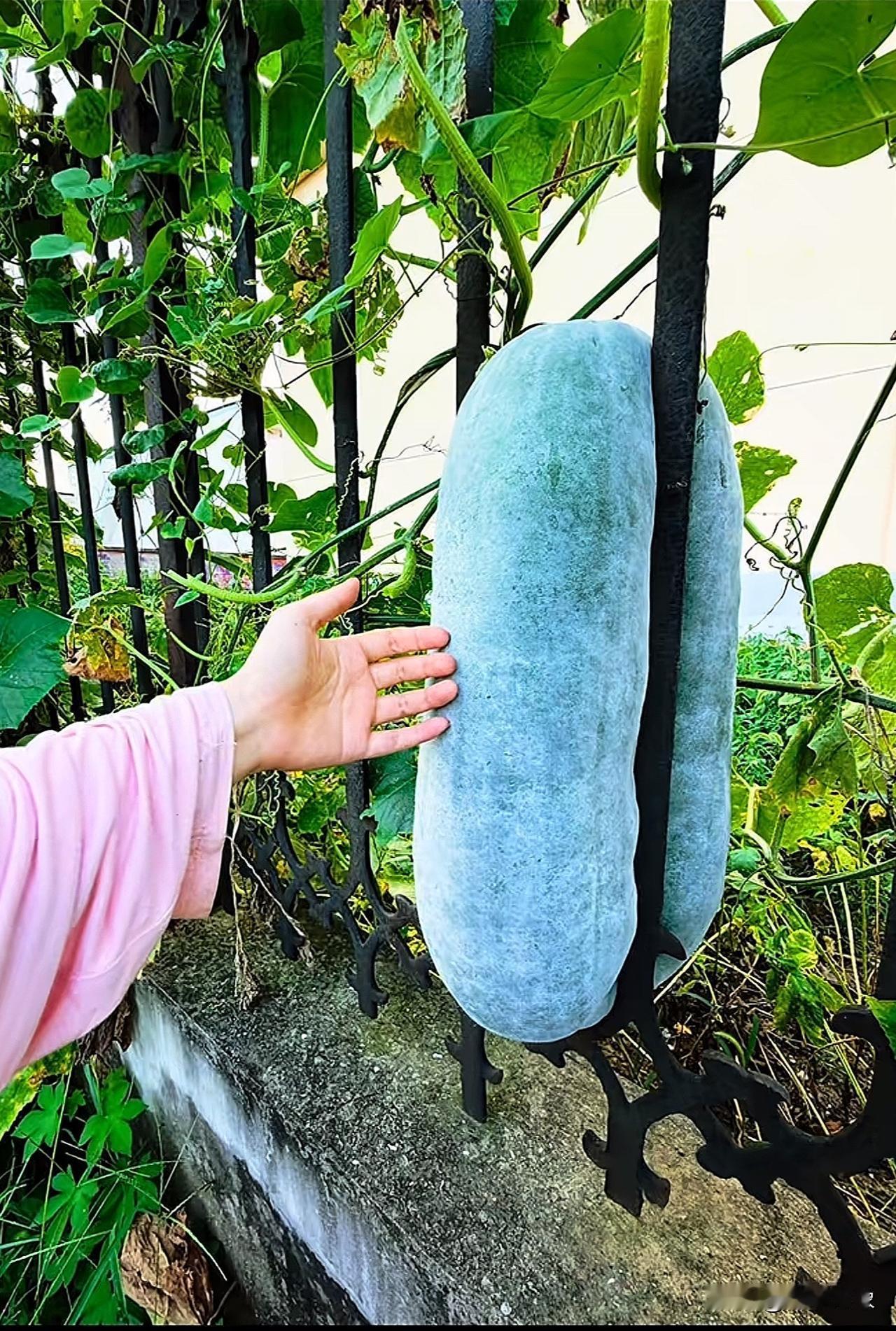 求助：不破坏栏杆的情况下，请问如何把冬瓜完整的取出来？