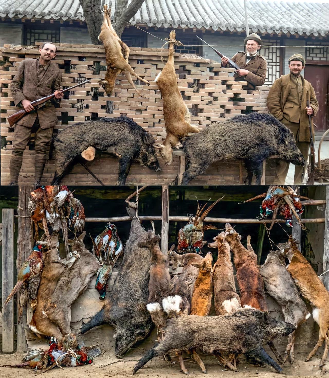 1922年，三名洋人正在展示在山东德州境内狩猎的收获：各种猎物重重叠叠摆满了一面