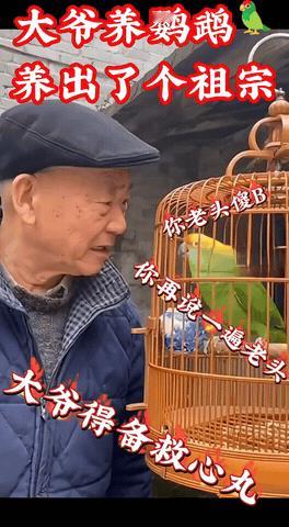 “笑不活了！”大爷养鹦鹉简直养出个“祖宗”，网友：这大爷得常备救心丸[捂脸哭]