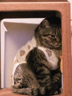 网友家这只平时嚣张跋扈的大狸花，穿上新衣服的那一刻，直接画风突变，活脱脱一个要去