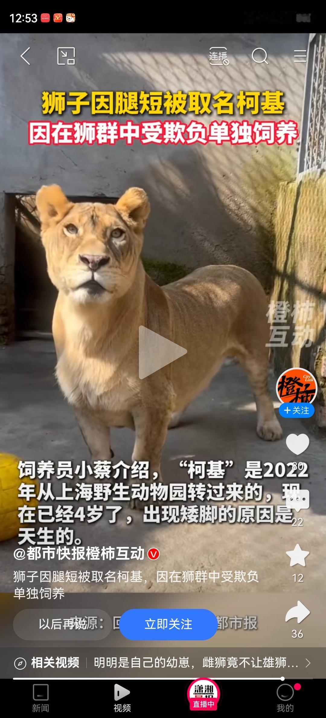 这个小狮子太惨了,长得矮被人叫“柯基”,在动物园还被其他人的狮子欺负,所以