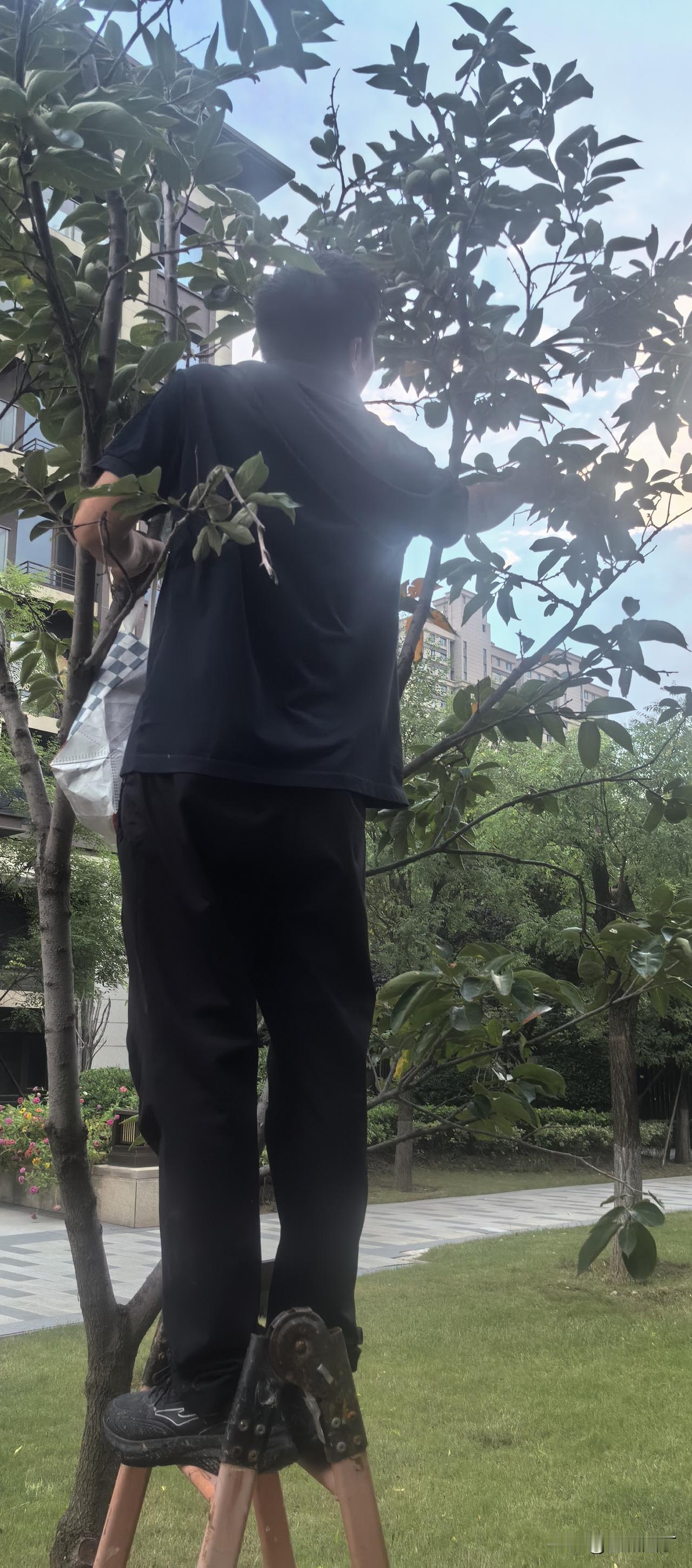 奇怪，春天种下的柿子树秋天枯死了，这是怎么回事呢？买柿子树的时候，那位大姐一