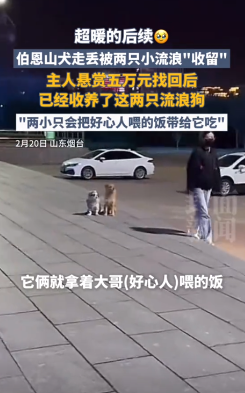 大团圆结局！山东烟台，救了5万伯恩山犬的流浪狗狗小白和小黄被收养了，是伯恩山犬的