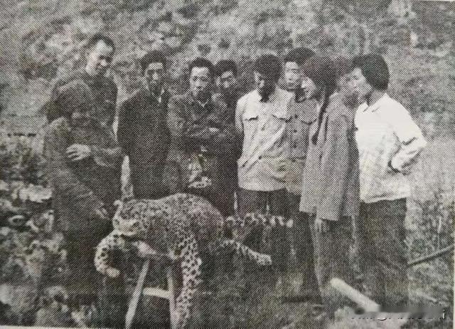 1982年6月5日，67岁老太太齐德英，带着侄媳几个人到山上挖草药，突然一道黑影