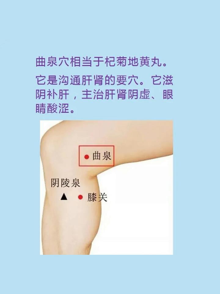 ·曲泉穴相当于杞菊地黄丸。它是沟通肝肾的要穴。它滋阴补肝，主治肝肾阴虚、眼肾阴虚