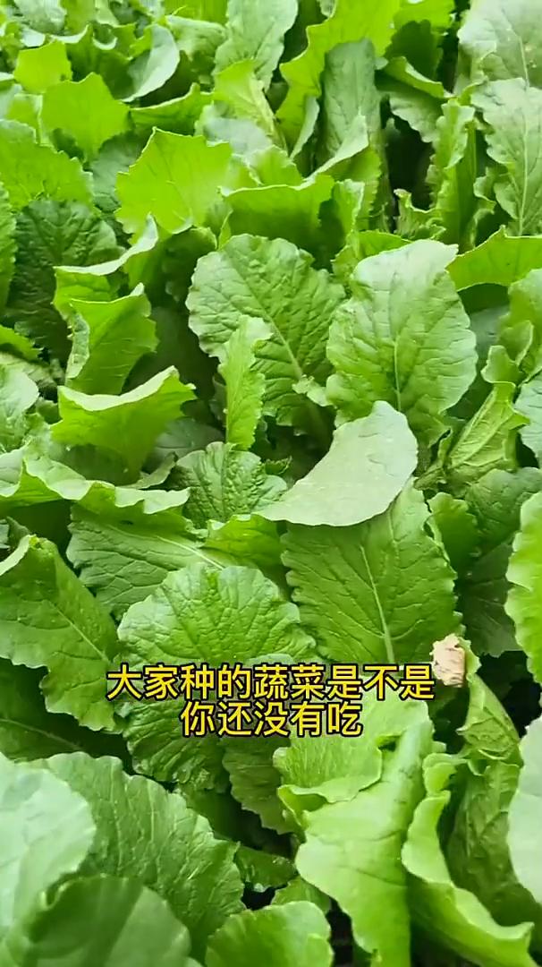 自制杀虫剂。大家种的蔬菜是不是你还没有吃，倒是先让蜗牛给吃了？今天教大家1招，