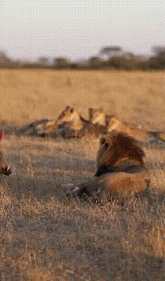 疣猪蓬蓬，越来越会玩了