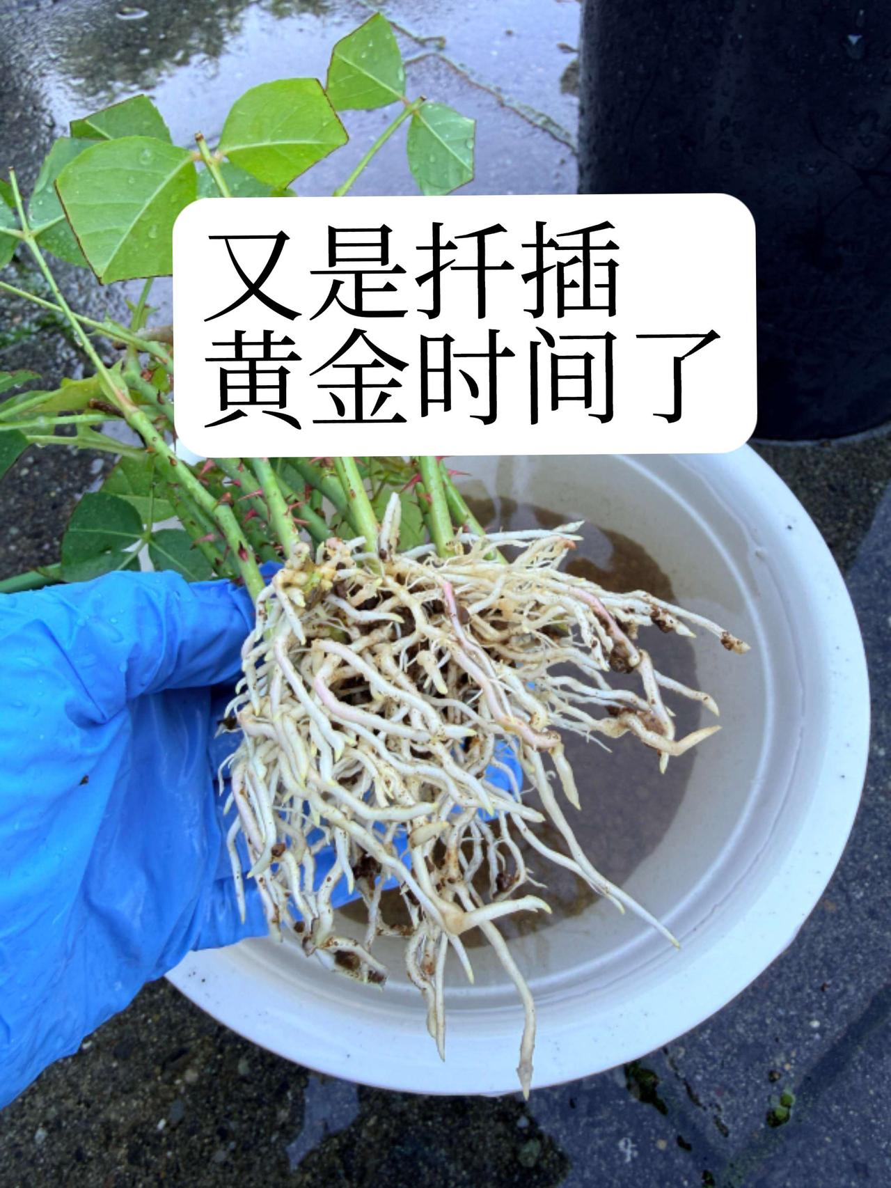 最近直播间教扦插技术.月季扦插喜提大白根种花人治愈瞬间之一就是：月季扦插长出大白