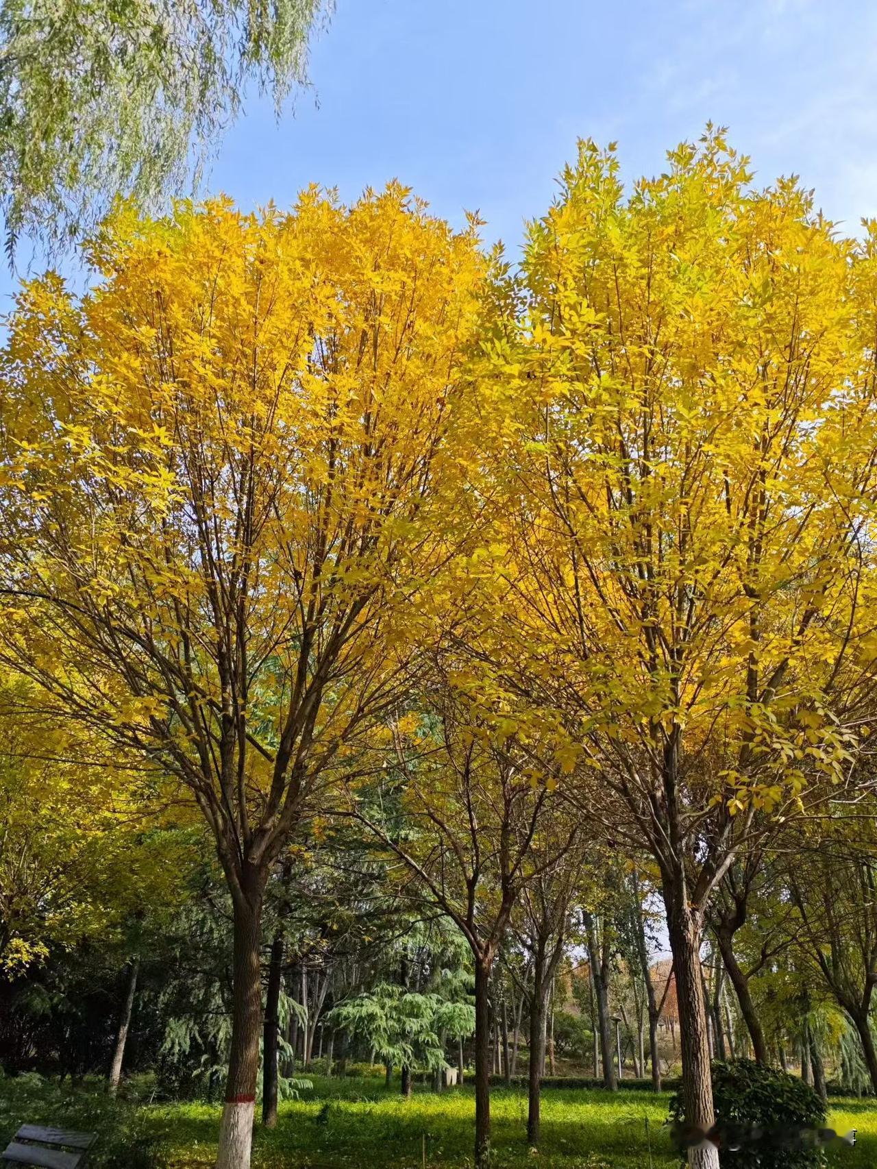 秋天不但是收获果实的季节，更是收获色彩的日子！银杏树叶随手拍金黄落叶的秋日公