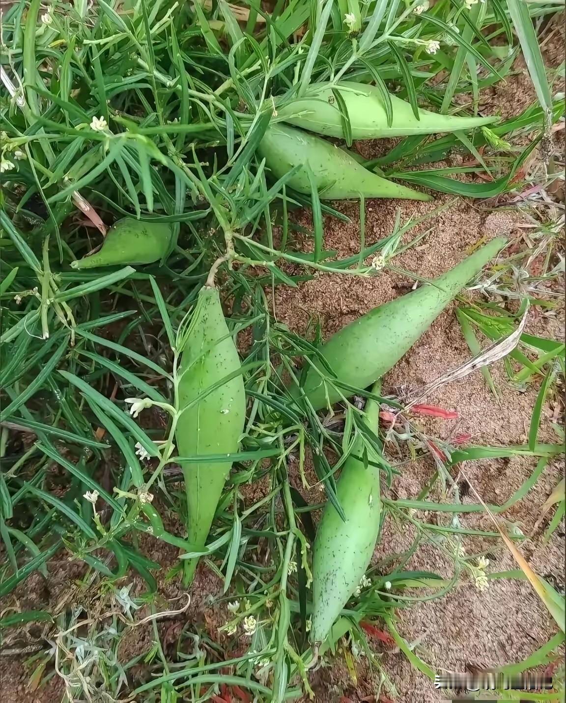 无意中看到的，我想问问这个能吃吗？