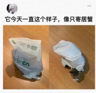 笑死我了，太会玩了