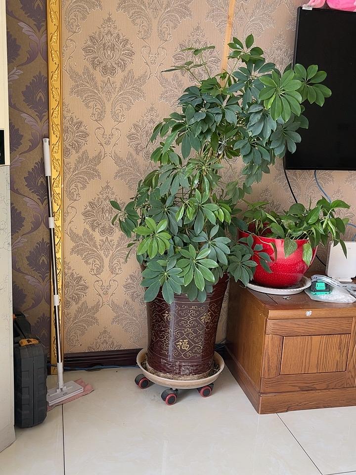 你们喜欢在家里养花吗?