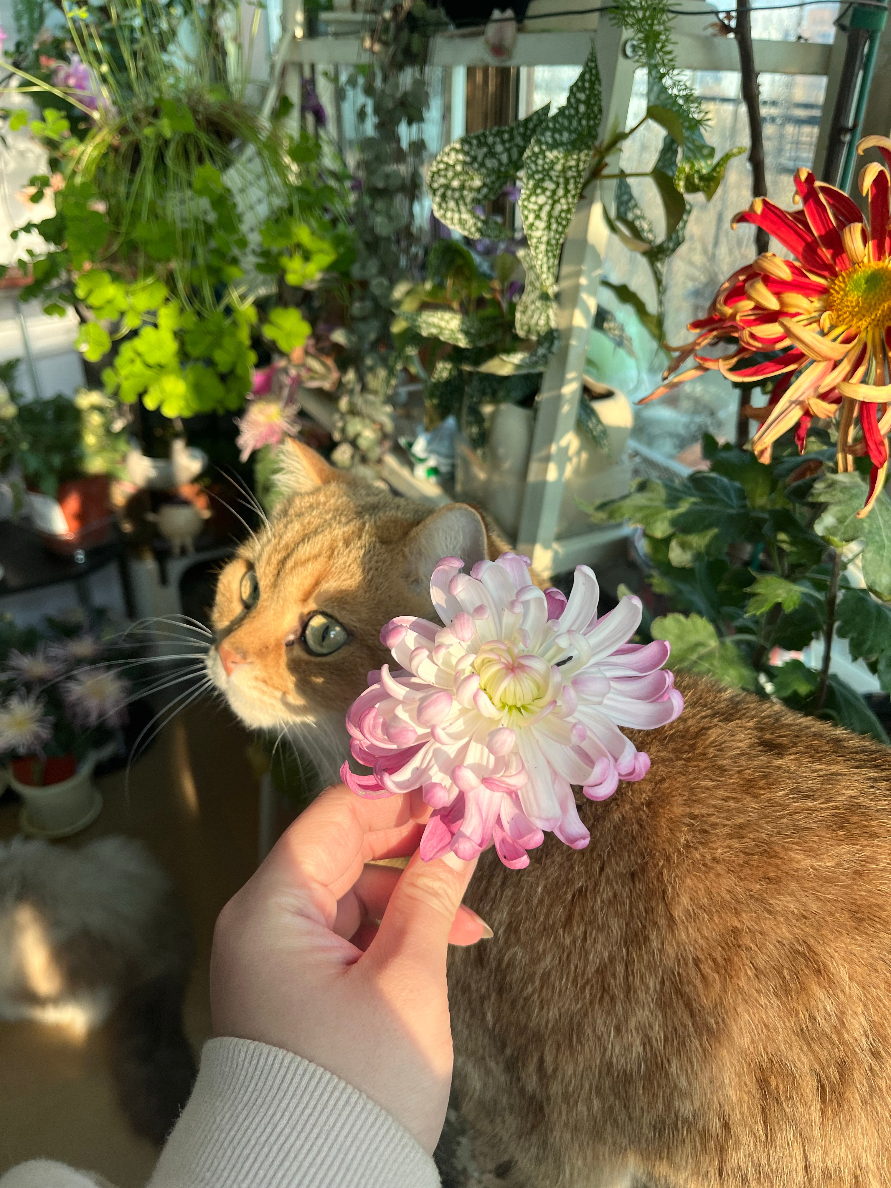 我的爱好可不是肌肉男