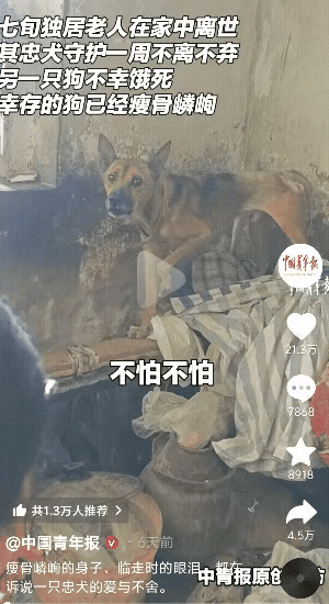 “看哭了！”重庆这位七旬独居老人离世后，家里的狗狗简直太让人心疼。它们不离不