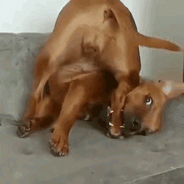 毛孩子做出的这个高难度动作，难度系数也是比较高的，窝着身体，用自己的嘴巴咬住自己