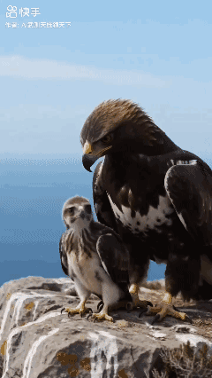 放手是为了更好的飞翔……[赞]