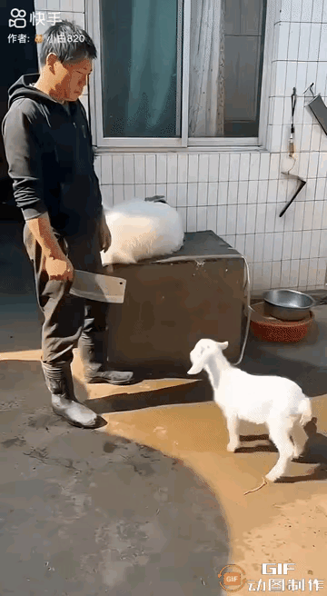 跪下来的小羊，看哭无数人：善良是刻在骨子里的本能一名男子把母羊绑起来，放到