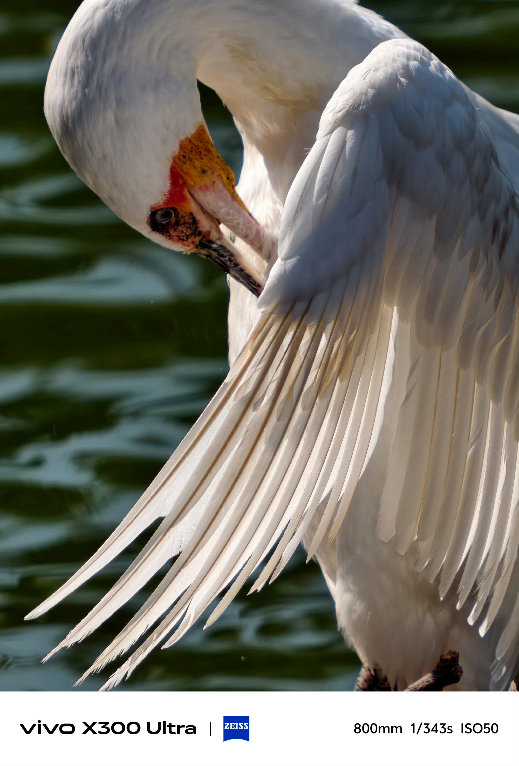 vivoX300Ultra专业V单这次又有新升级，妥妥的观鸟神器。长焦望远堪