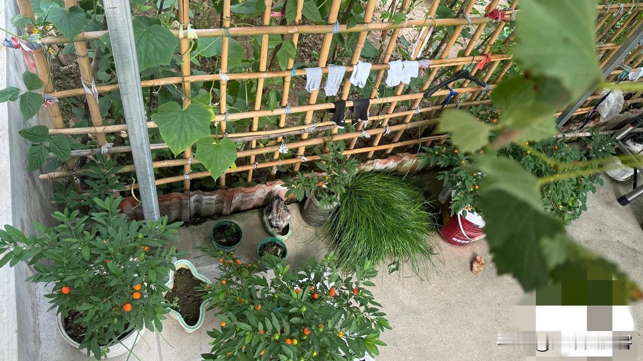 自作聪明搞种养，小鸡直接热没了朋友之前寻思着在院子开辟一块小菜地，再把小母鸡