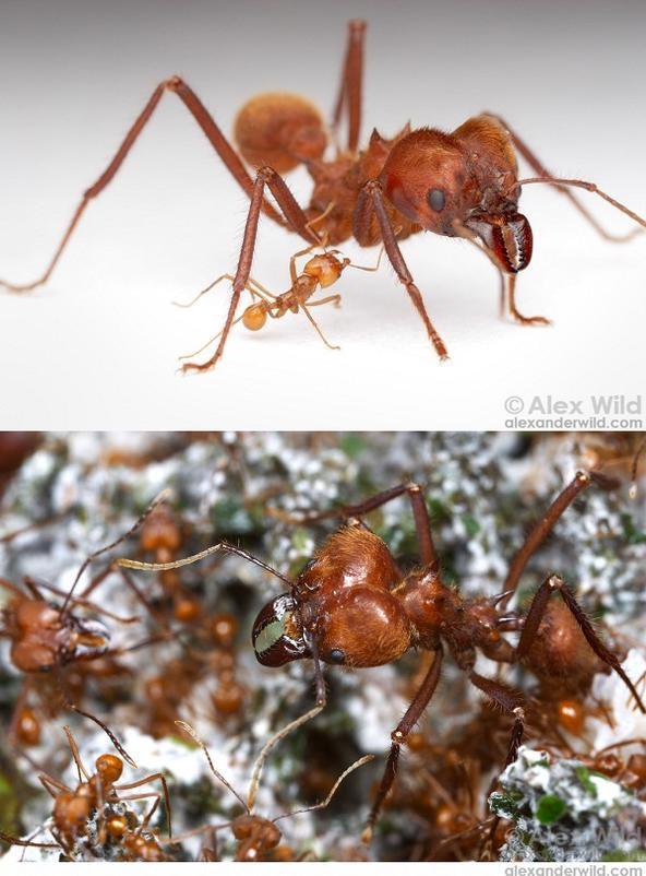 图片来自alexanderwild 图片来自alexanderwild 美洲切叶蚁属( atta.