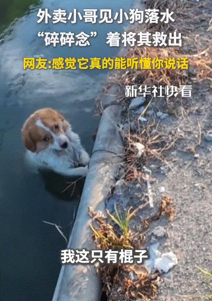 太治愈了。一名外卖小哥路过一水沟边时，见一只可怜巴巴的狗子落在了水沟里爬不起来了