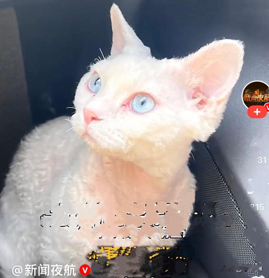 截止到今天大年初十，北京的马女士为寻找她的德文卷毛猫，已经滞留在哈尔滨15天了，