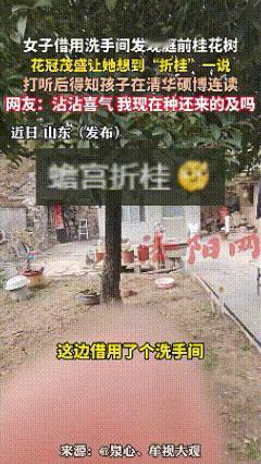 “太巧了！”山东，一女子向大妈借用洗手间，不料突然发现庭前有一棵桂花树长得很茂盛