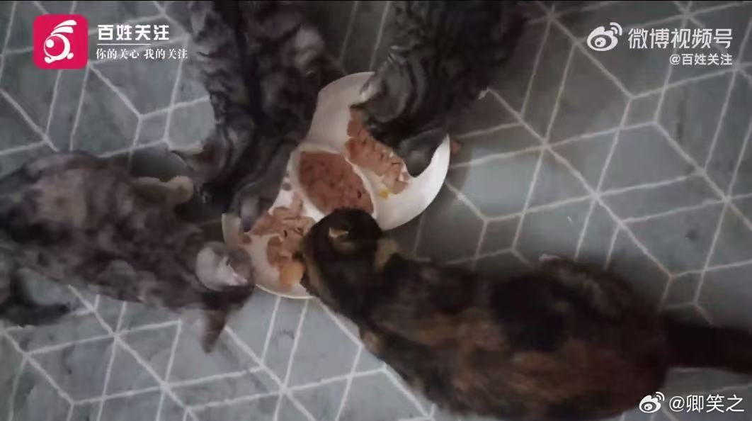 多款猫粮猫条检出有害物质每一次的喂食都应是承诺，当猫粮猫条被检出有害成分，信任瞬