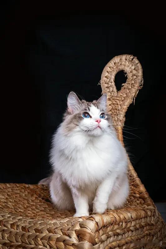 由猫咪的高冷表现联想到了某人我家猫咪每天都要跑出去玩，喊它回家的时候，故意装作