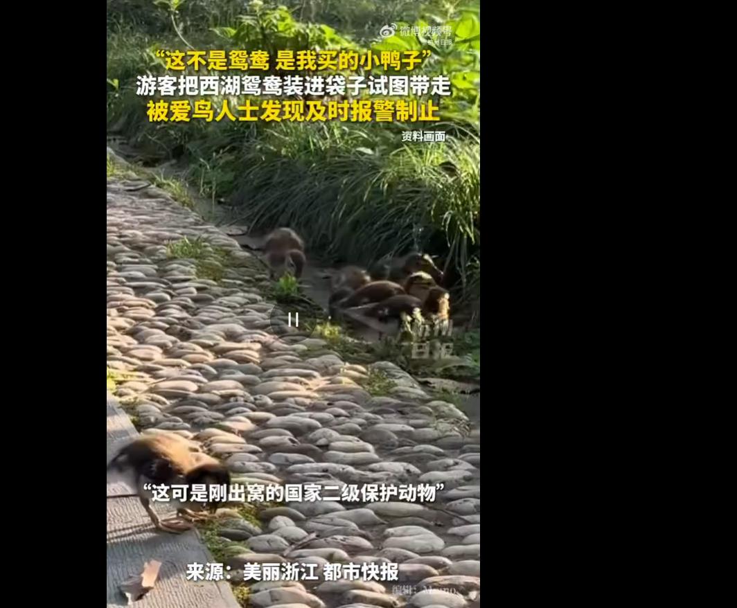 太没素质了！5月4日消息，杭州太子湾公园一对中年夫妻逛园时，竟趁人不注意弯