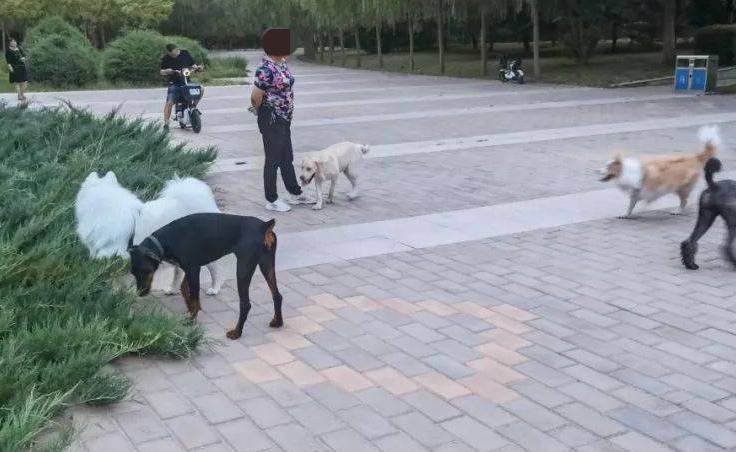 近期，辽宁丹东，两名小伙在公园偏僻角落里遛狗，当时狗都没拴绳，正好有位大妈经过，