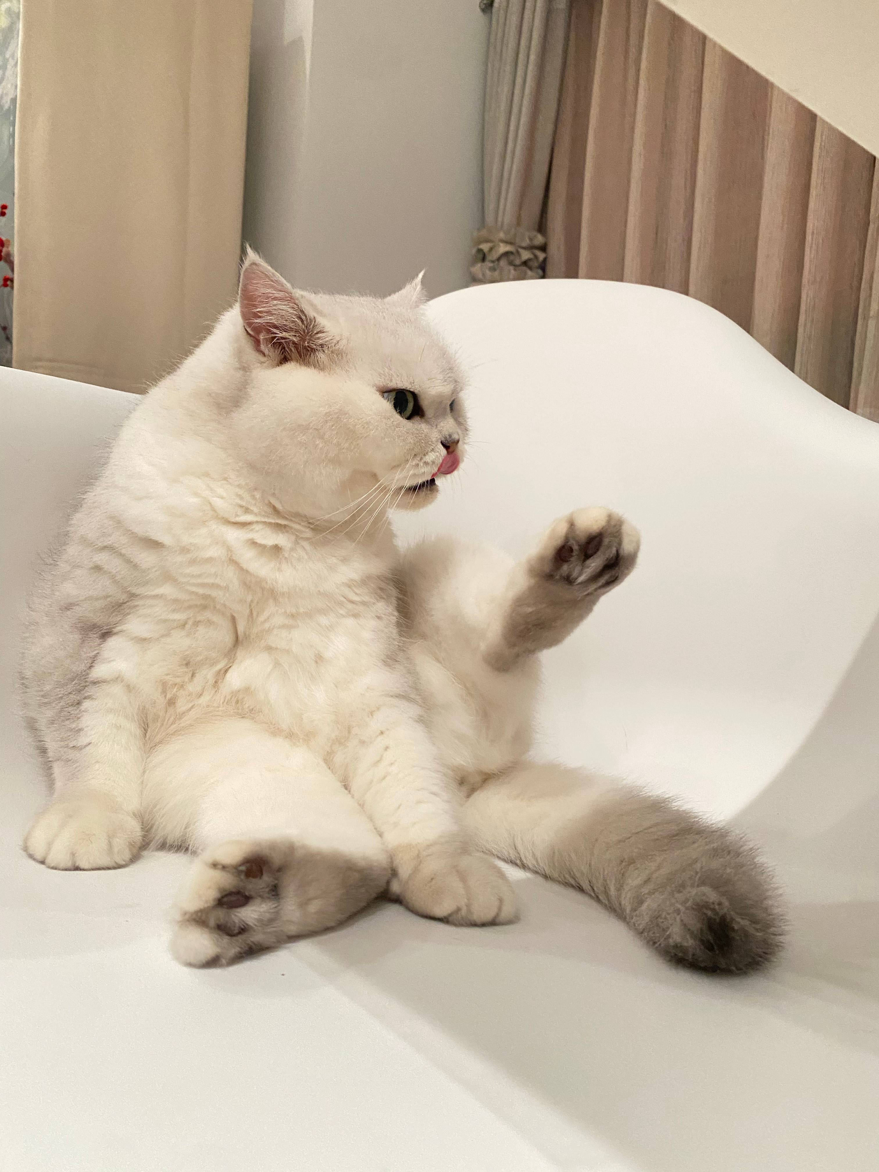 “再加一组”猫咪一个亿​​​