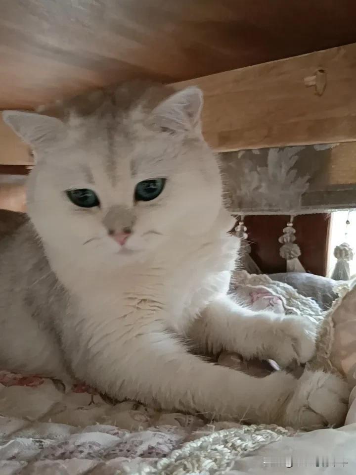 今天温度真好，17-25度，不冷不热刚刚好。这天气不仅人舒服，就连我家的猫舒服成