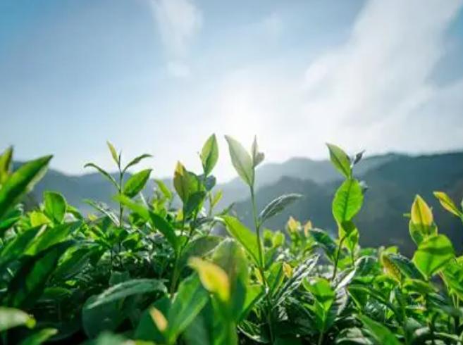 每年一到春茶季，好多人都喊茶叶太贵！其实没必要只盯着明前茶。懂茶的人都知道，如果