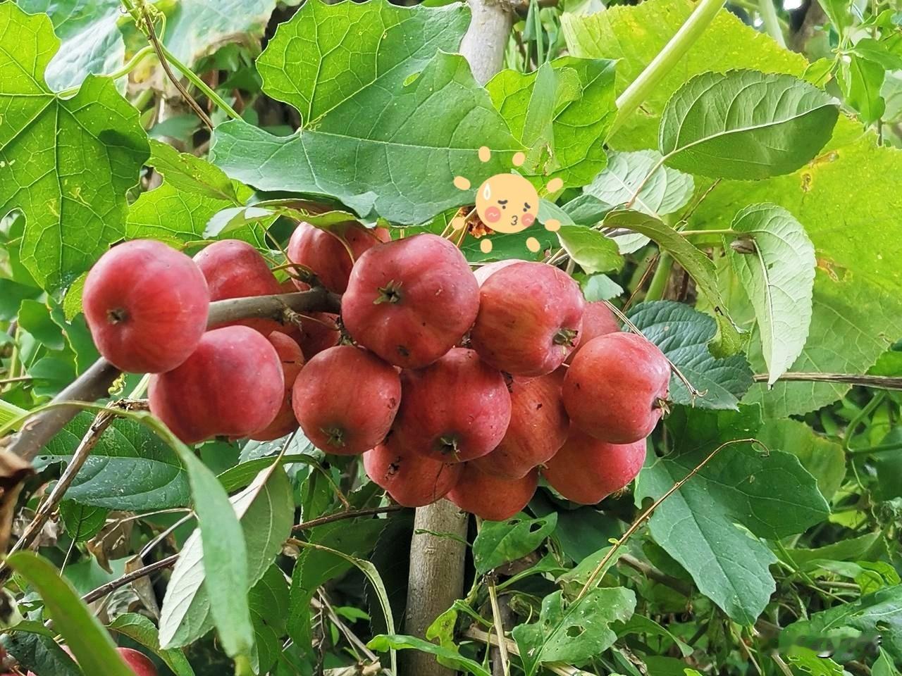 突然发现几十年来“团结”一词消失了主流媒体不再用这个词而用“和谐”取代