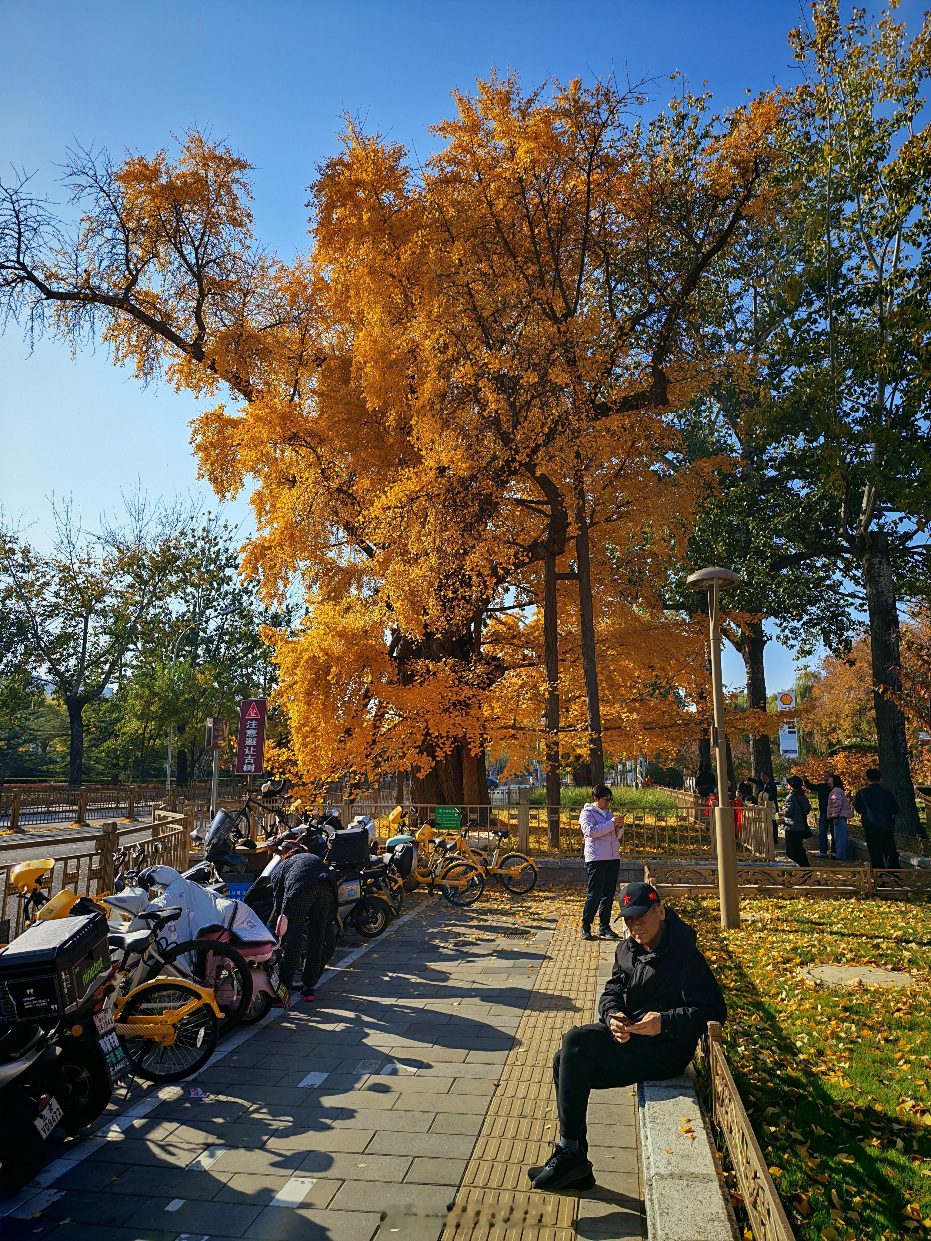秋天的是最美丽的。北京长安街边上有2棵非常大的银杏树，就在清华大学玉泉医院门前