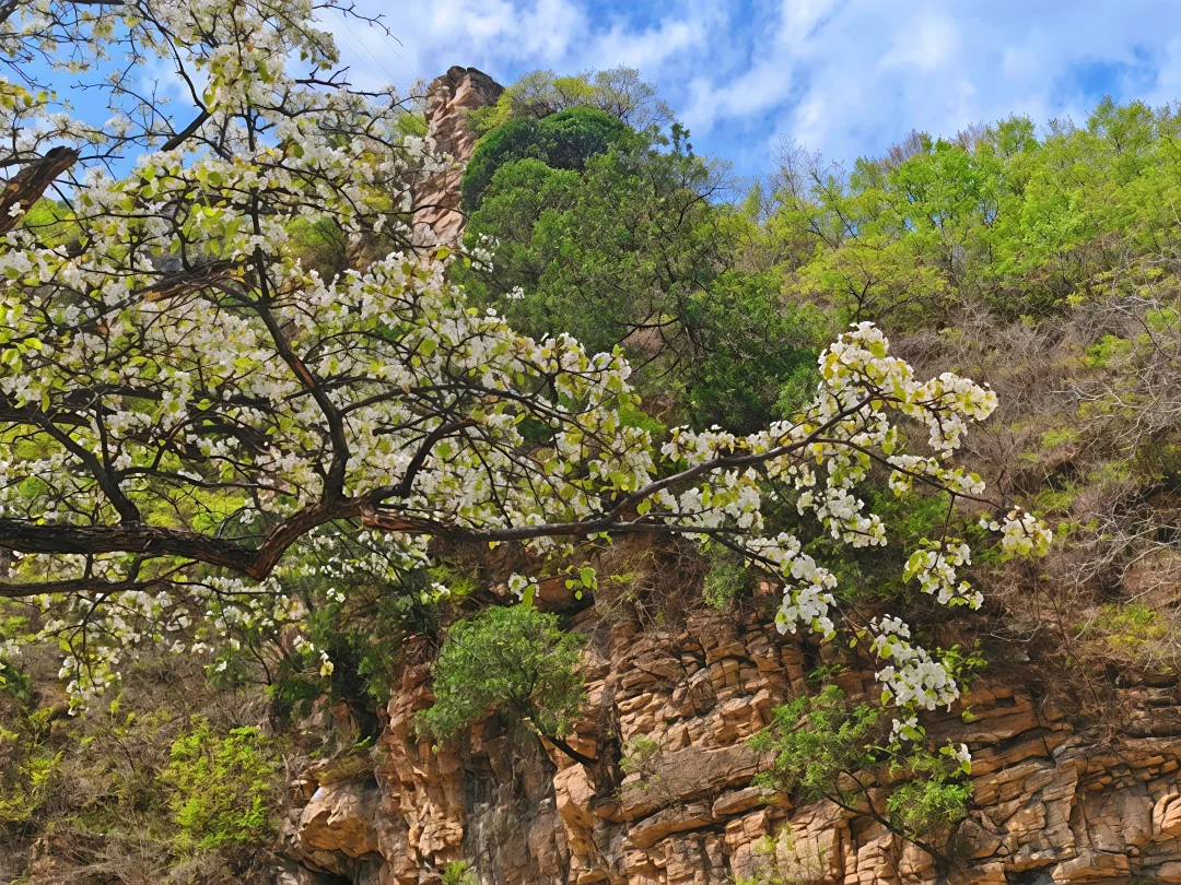 藏在深山里的梨花秘境！梯田梨花美到失语