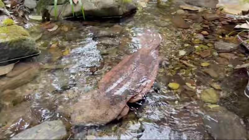 江西宜春铜鼓县成功救助16斤野生娃娃鱼并放生的事件引发关注近日，江西省宜春市