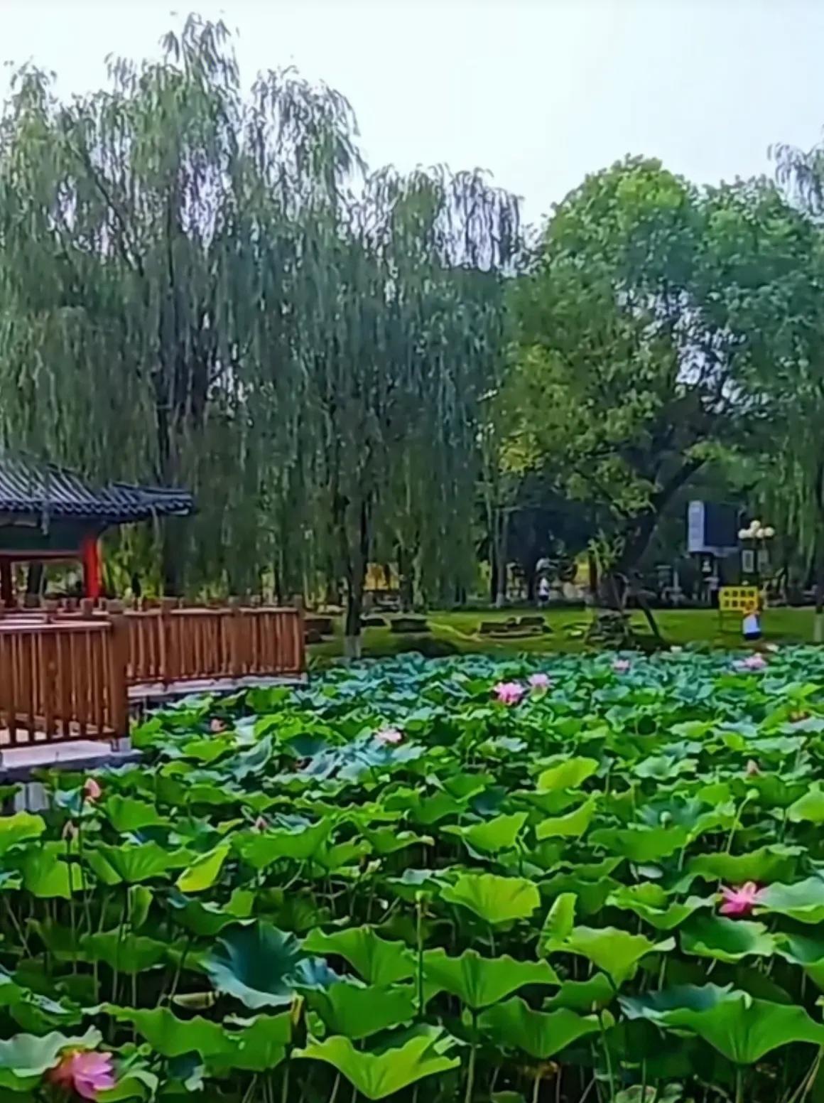 “十人九胃！”我舅爷爷吃了三十多年的奥美拉唑，为的是控制嗳气、反酸等胃部不适