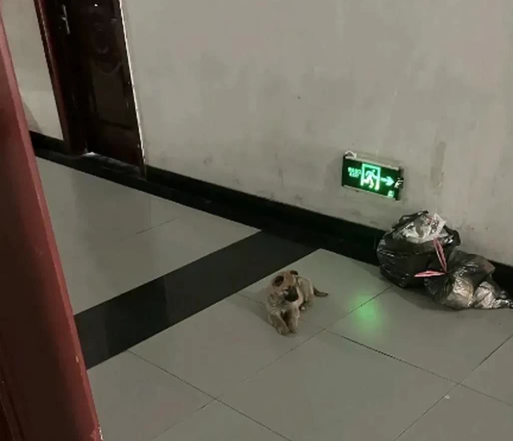 河南，一名女子的邻居搬家了，但是养的小狗却不要了，直接丢在了楼道里。这只小狗每日