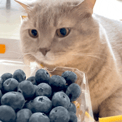 【蓝莓不是越大越好？】现在的“顶流水果”蓝莓，个头越来越大。以前常吃的12mm/