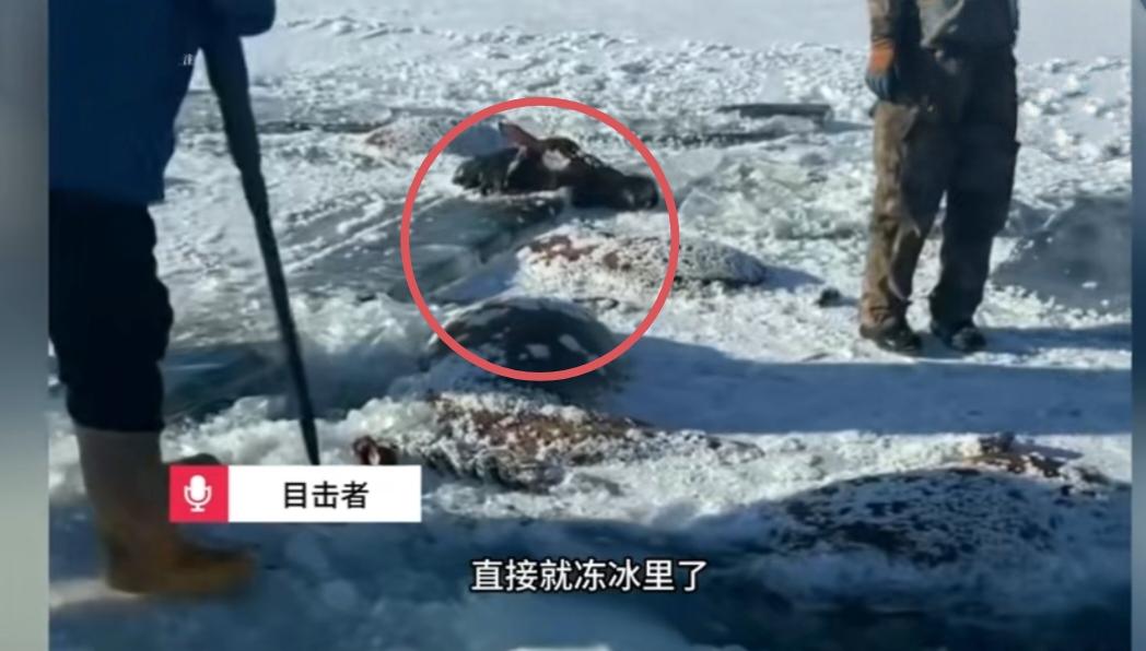 黑龙江水库冰面下发现13匹冰冻马，70岁大爷损失惨重！黑龙江黑河这波低温天