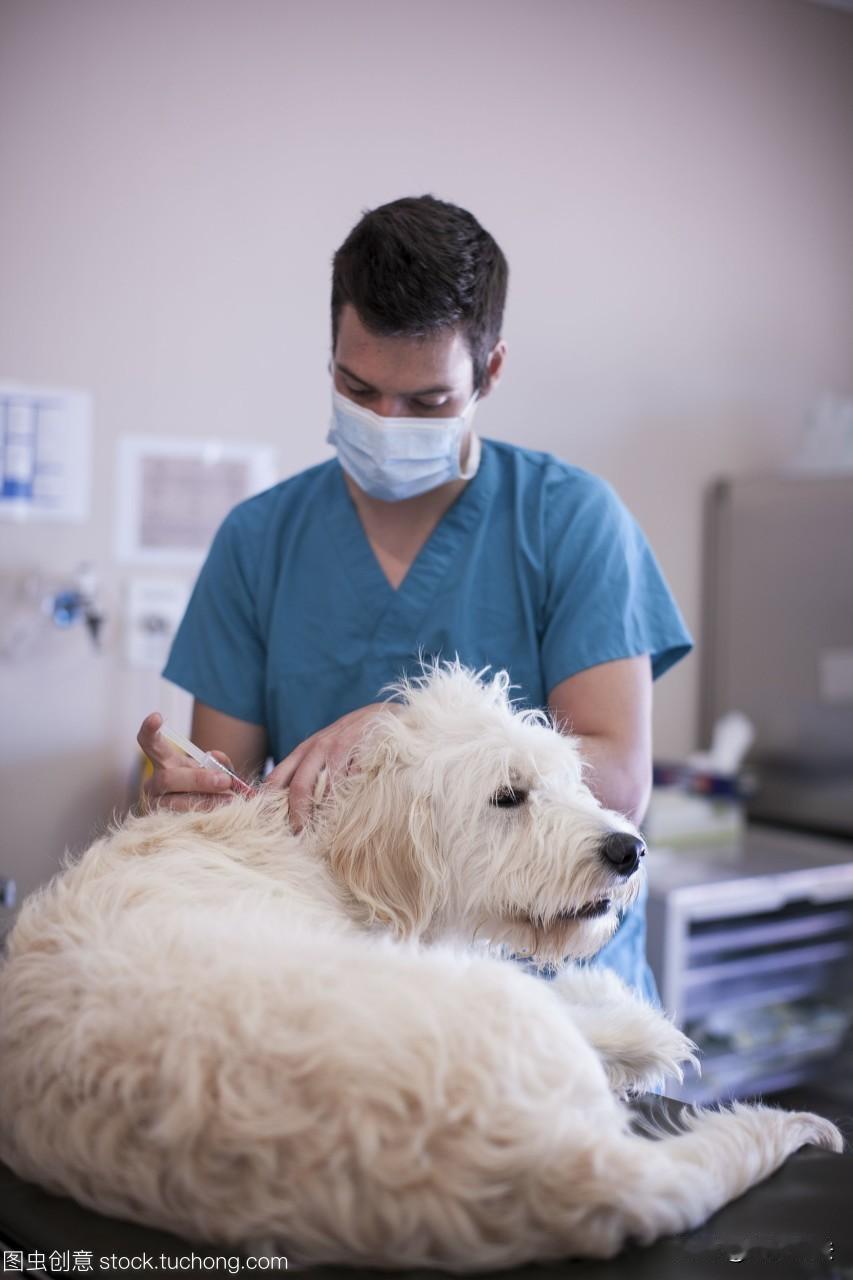 北京，一对夫妇养了一只活泼的中亚猎狼犬，视若家人，经朋友介绍，请来自称“兽医”的