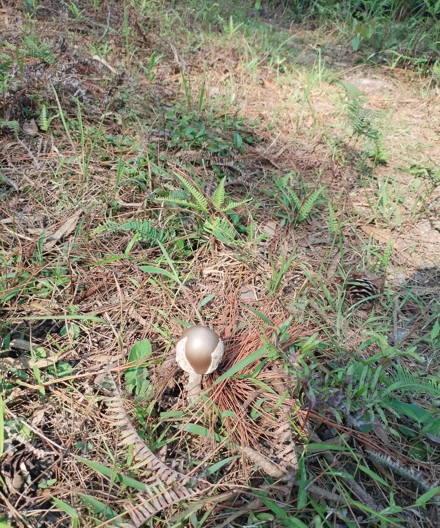 山上发现一个金菇，吃了应该很补吧！