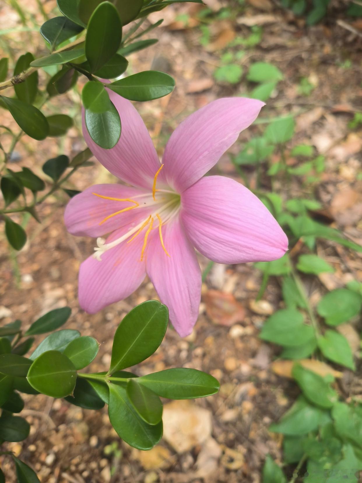 山野繁花盛放，藏着夏日细碎温柔～寻美河南​​​