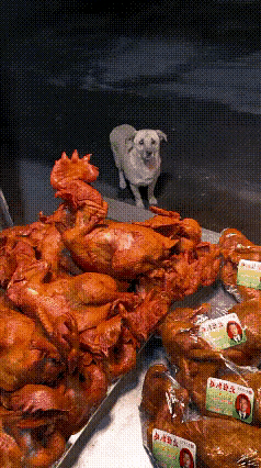 夜幕降临，一只饥肠辘辘的流浪狗来到一处卖炸鸡的摊位前，对着摊主小伙子拜了又拜，想