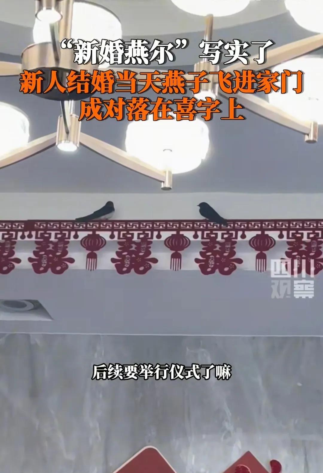 太神奇了！近日，陕西西安一男子结婚，接新娘子进门时突然飞进两只燕子，在客厅盘旋了